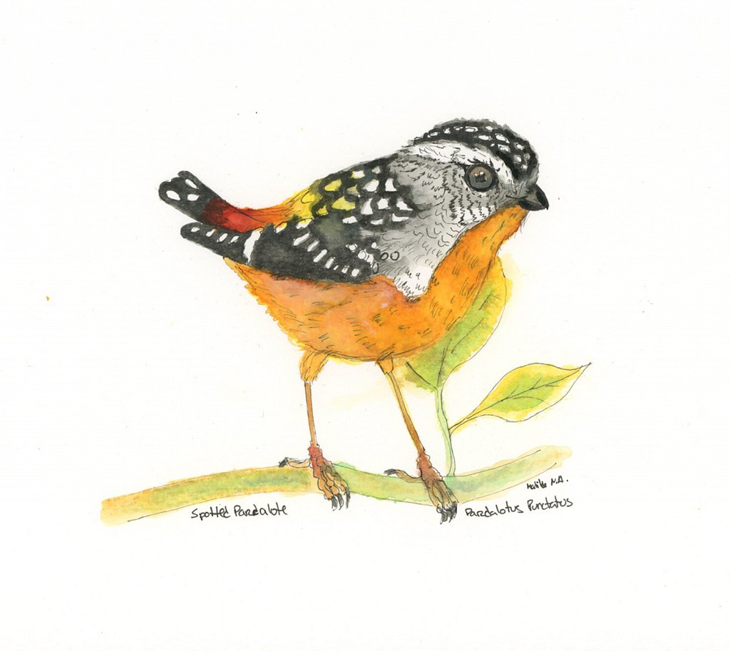 Passarada Laranja / Orange Birds